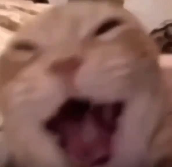Laughing GIF